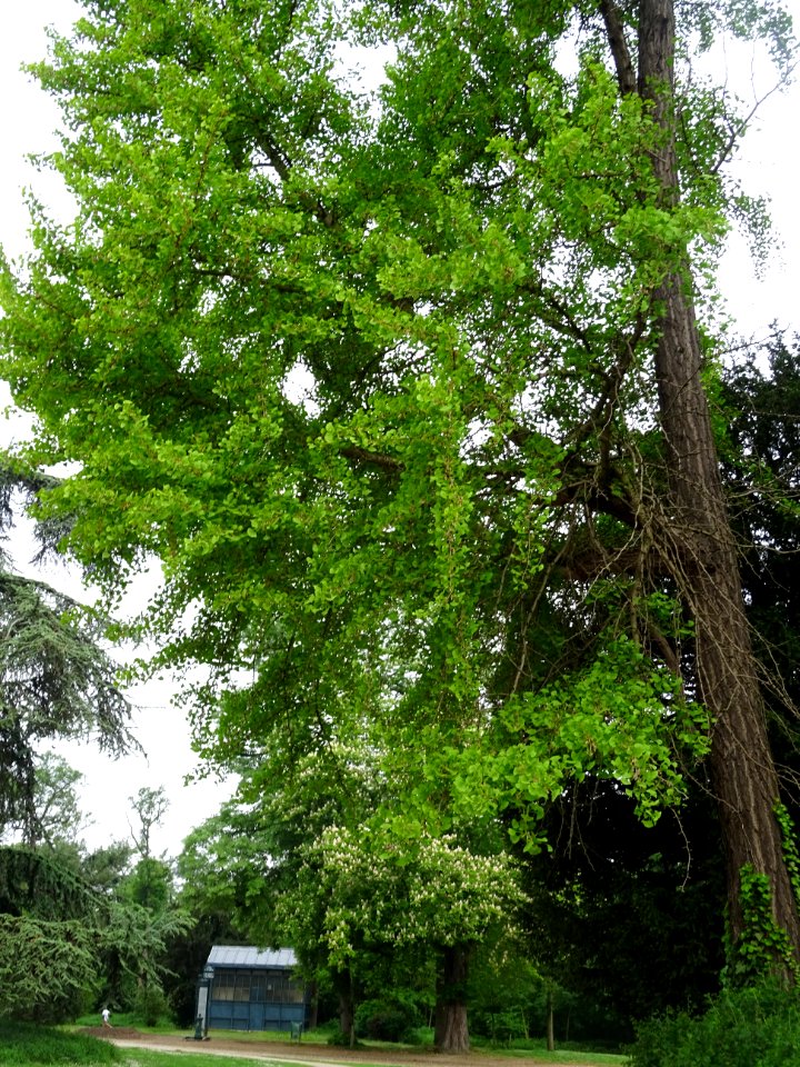 Ginkgo, Ginkgo biloba, Ginkgoacées 