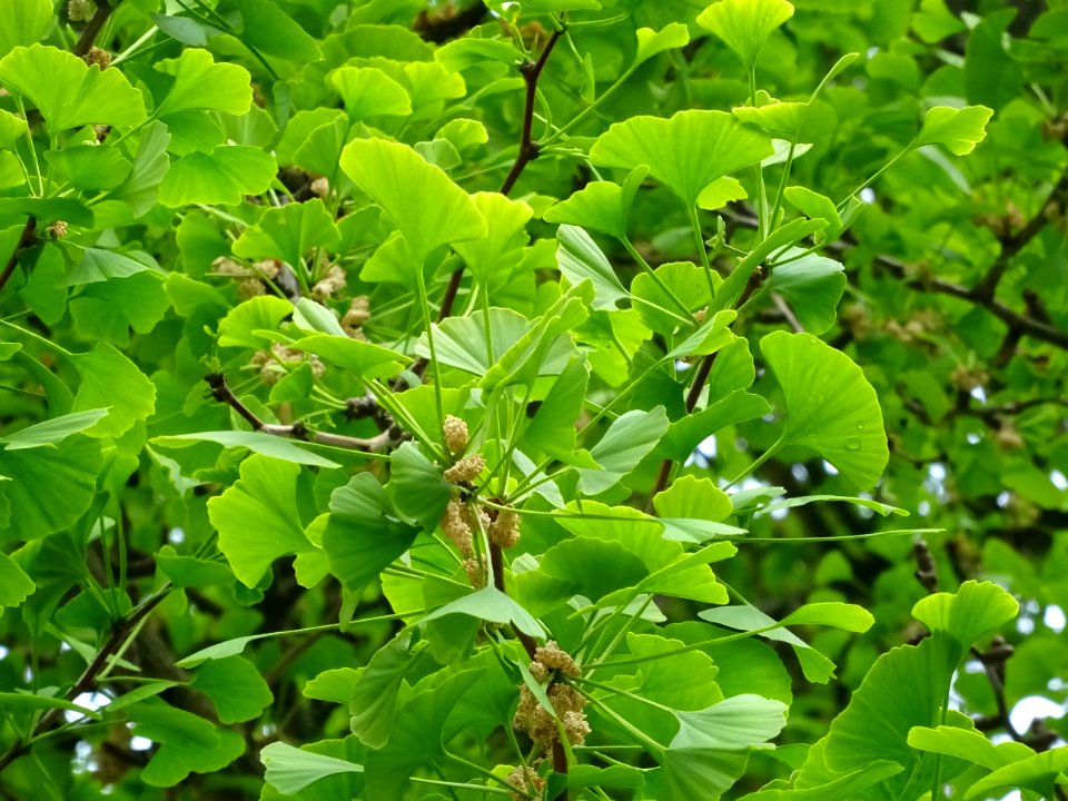 Fleurs mâles et bouquets de feuilles, Ginkgo, Ginkgo bilob… 