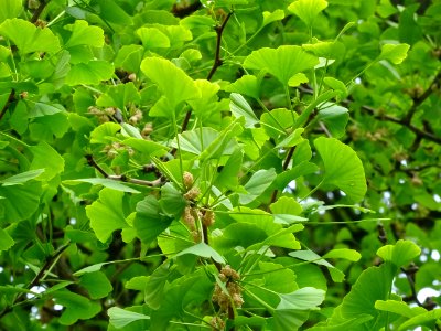 Fleurs mâles et bouquets de feuilles, Ginkgo, Ginkgo bilob… 