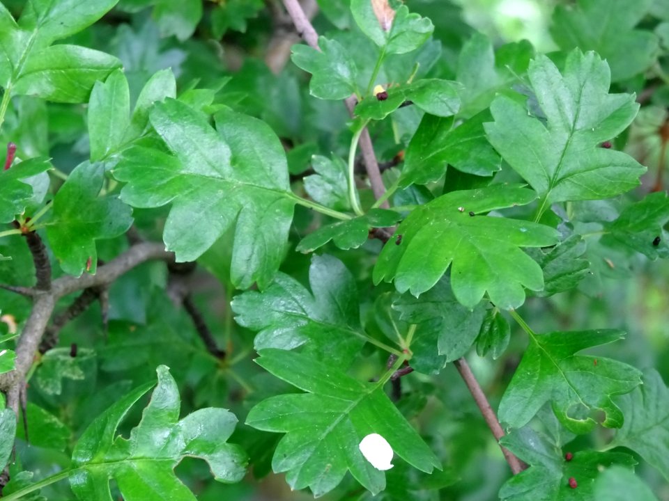 Feuilles de l' Aubépine à un style, Crataegus monogyna, Ro… 