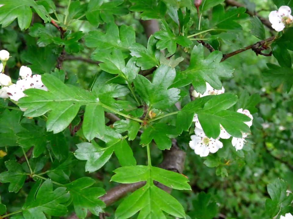 Feuilles de l' Aubépine à un style, Crataegus monogyna, Ro… 