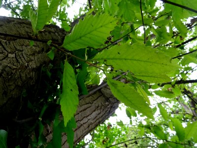 Feuilles de Châtaignier commun, Castanea sativa, Fagacées 