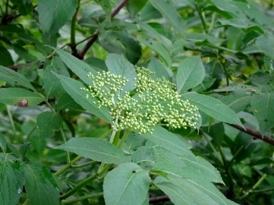 Inflorescence corymbiforme du Sureau noir, Sambucus nigra,… 