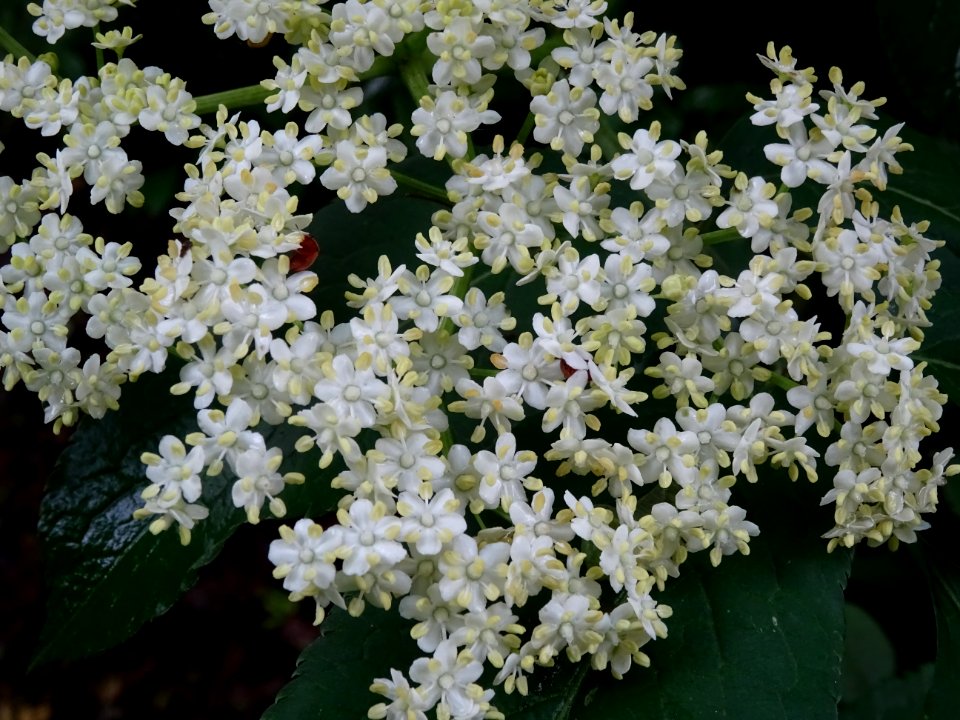 Fleurs du Sureau noir, Sambucus nigra, Caprifoliacées 