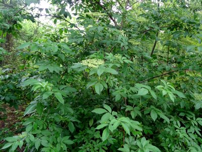 Sureau noir, Sambucus nigra, Caprifoliacées 