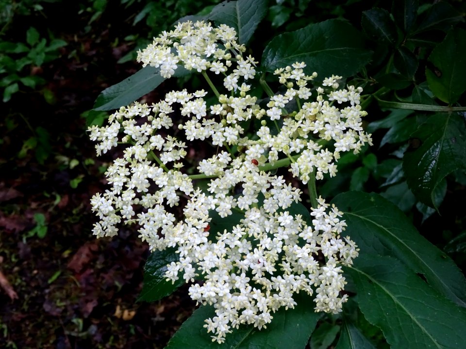 Inflorescence corymbiforme du Sureau noir, Sambucus nigra,… 