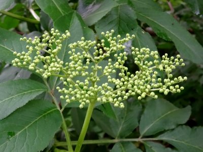 Inflorescence corymbiforme du Sureau noir, Sambucus nigra,… 