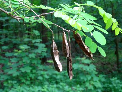 Gousses du Robinier faux-acacia, Robinia pseudoacacia, Fab… 