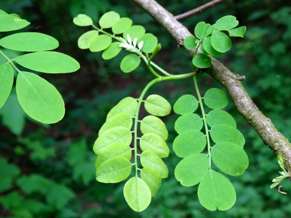 Feuilles du Robinier faux-acacia, Robinia pseudoacacia, Fa… 