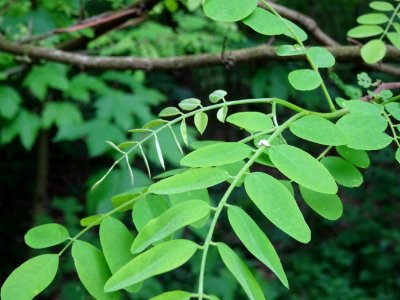 Feuilles du Robinier faux-acacia, Robinia pseudoacacia, Fa… 