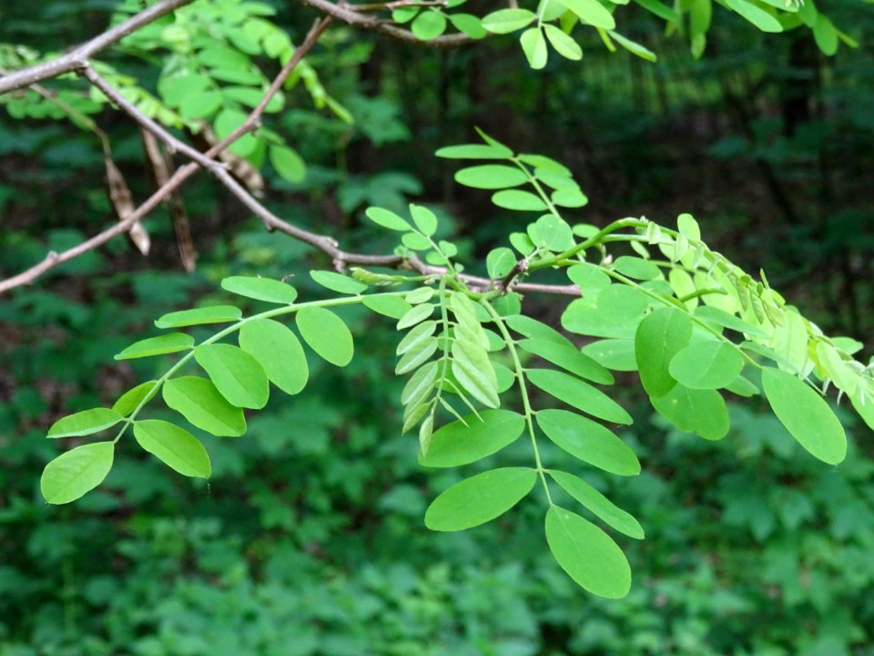 Feuilles du Robinier faux-acacia, Robinia pseudoacacia, Fa… 