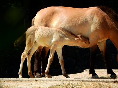 The prague zoo mongolian horse the takhi