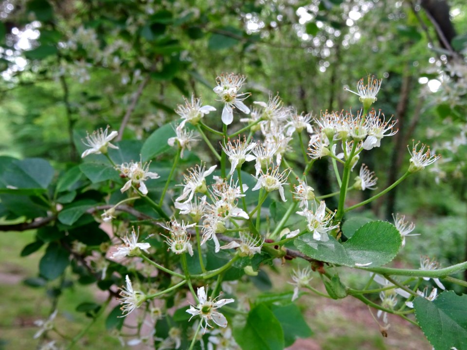 Fleurs dressées du Cerisier de Ste Lucie, Prunus Mahaleb, … 