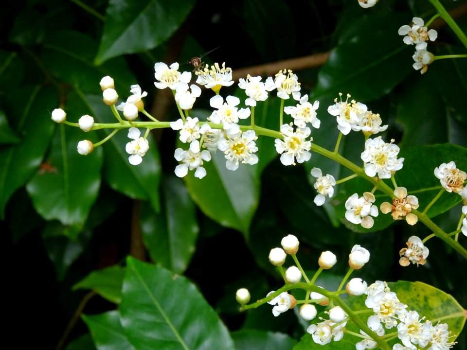 Feuilles et fleurs du Laurier du Portugal, Prunus lusitani… 