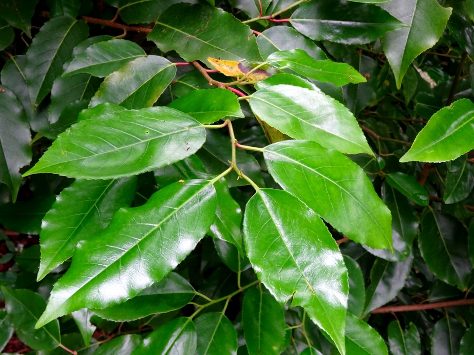 Feuilles du Laurier du Portugal, Prunus lusitanica, Rosacé… 