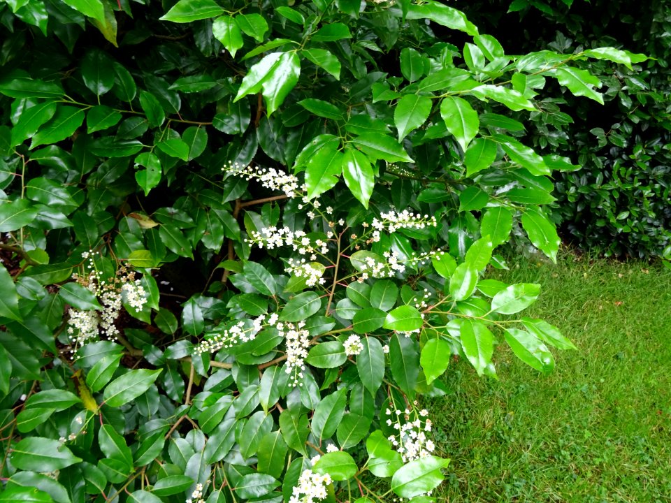 Feuilles et fleurs du Laurier du Portugal, Prunus lusitani… 