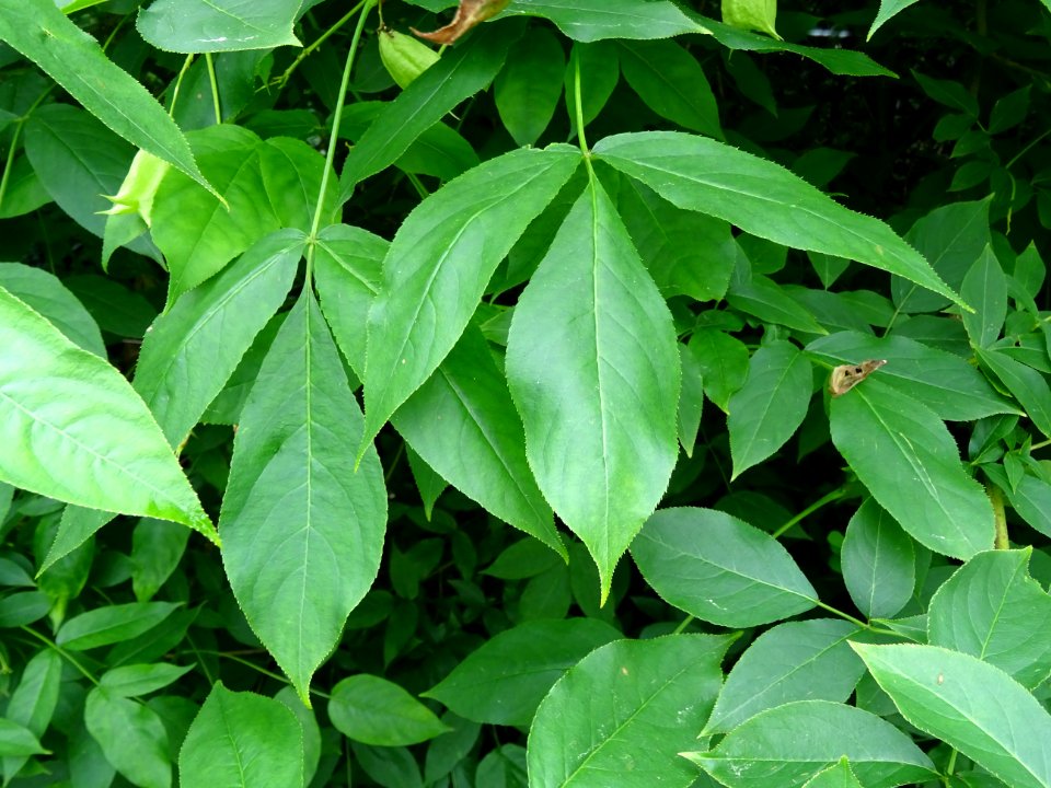 Feuilles du Staphylier à trois folioles, Staphylea trifoli… 
