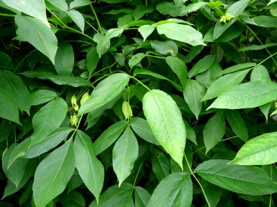 Feuilles du Staphylier à trois folioles, Staphylea trifoli… 