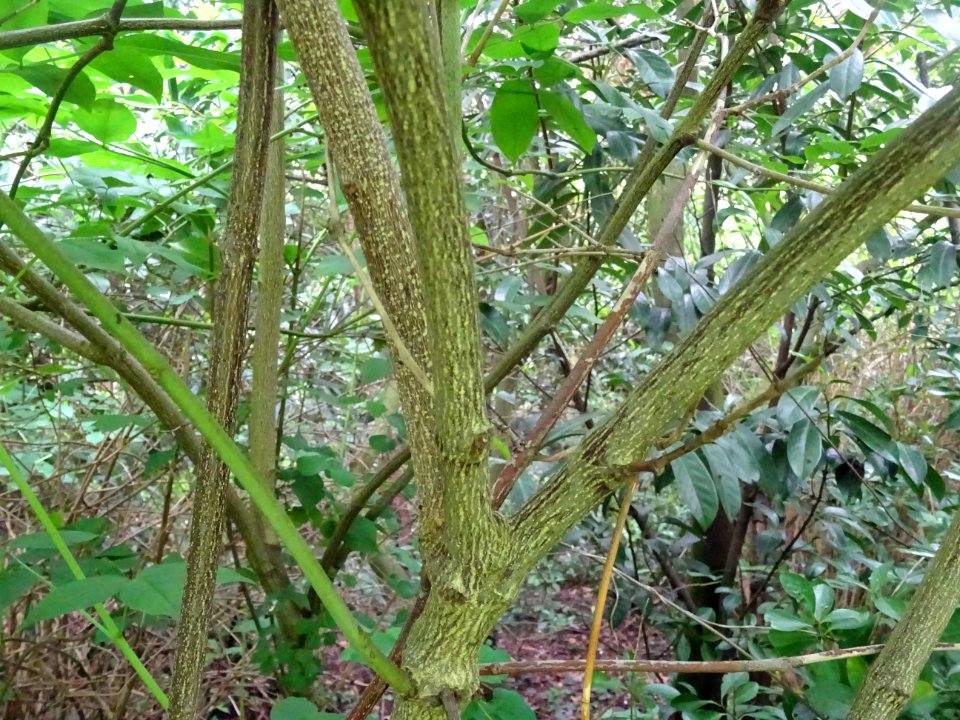 Tronc et branches du Staphylier à trois folioles, Staphyle… 
