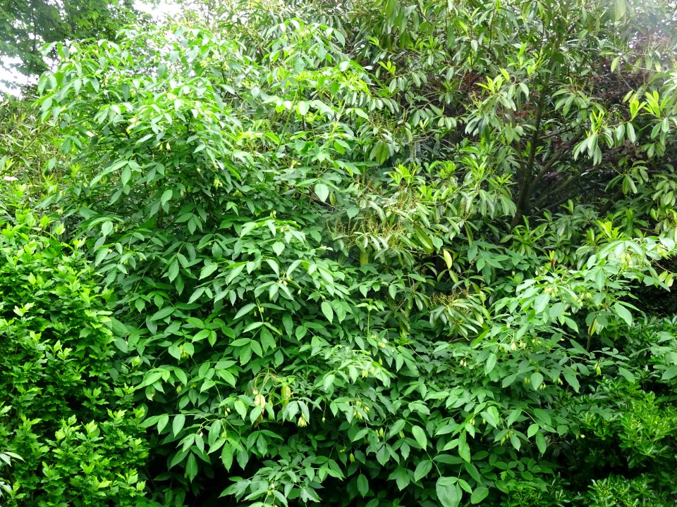 Feuilles du Staphylier à trois folioles, Staphylea trifoli… 