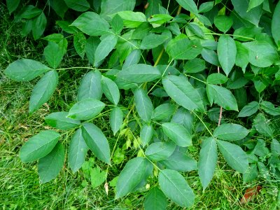 Feuilles du Staphylier à trois folioles, Staphylea trifoli… 
