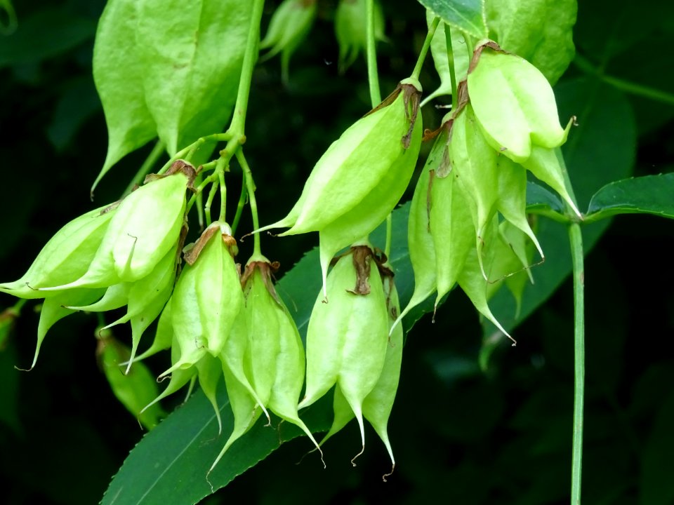 Fruits du Staphylier à trois folioles, Staphylea trifolia,… 