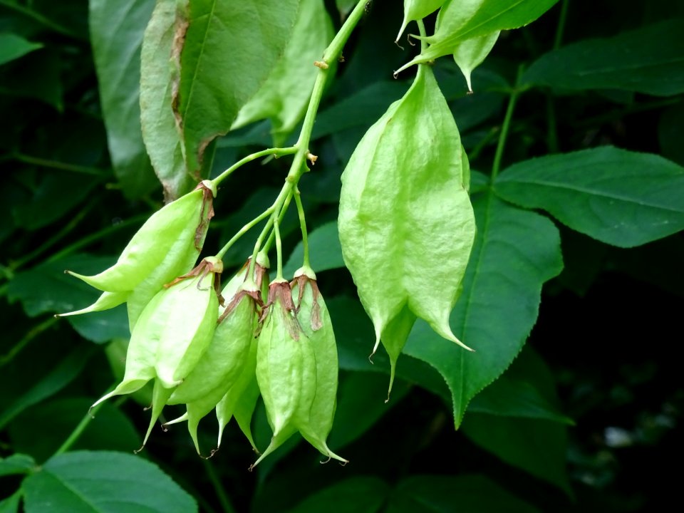 Fruits du Staphylier à trois folioles, Staphylea trifolia,… 