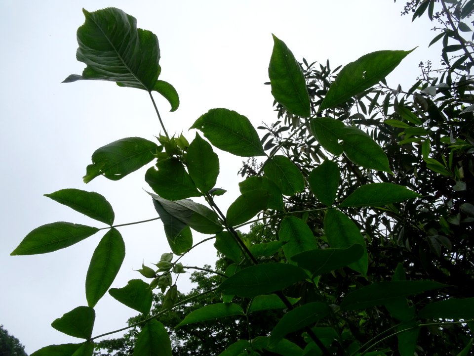 Feuilles du Staphylier à trois folioles, Staphylea trifoli… 