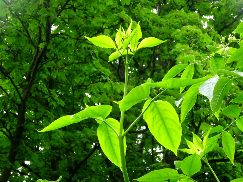 Feuilles du Staphylier à trois folioles, Staphylea trifoli… 