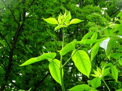 Feuilles du Staphylier à trois folioles, Staphylea trifoli… 