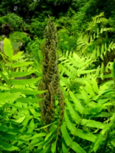 Frondes vertes et panicules de sporanges de l'Osmonde roya… 