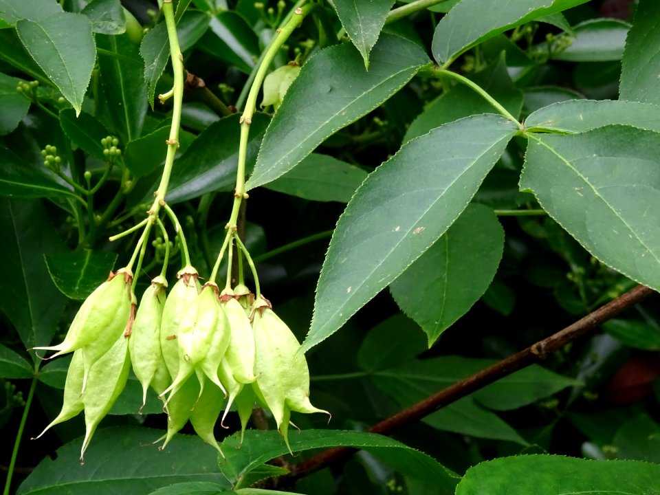 Fruits du Staphylier à trois folioles, Staphylea trifolia,… 