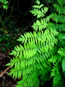 Frondes vertes de l'Osmonde royale, Osmunda regalis, Osmun… 