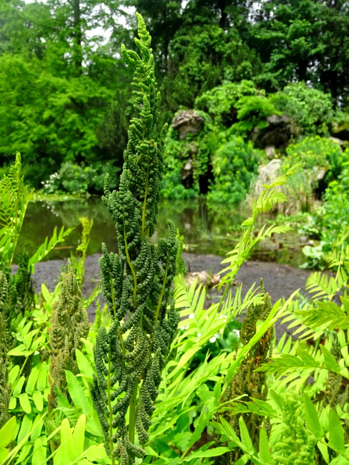 Frondes vertes et panicules de sporanges de l'Osmonde roya… 