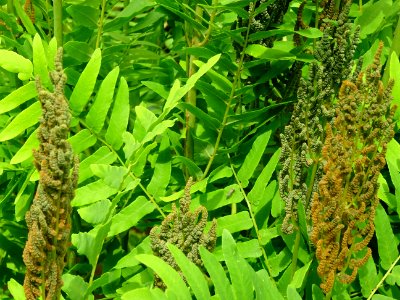Frondes vertes et panicules de sporanges de l'Osmonde roya… 