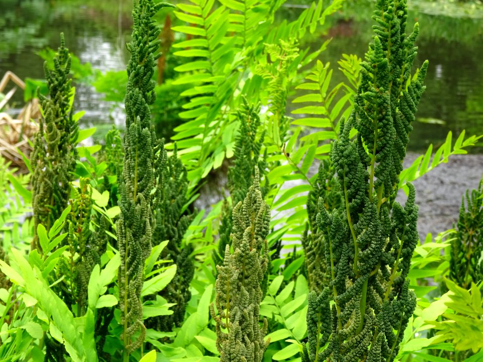 Frondes vertes et panicules de sporanges de l'Osmonde roya… 