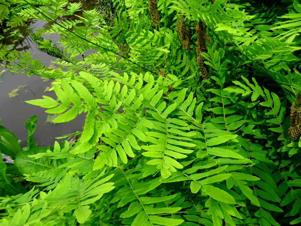 Frondes vertes et panicules de sporanges de l'Osmonde roya… 
