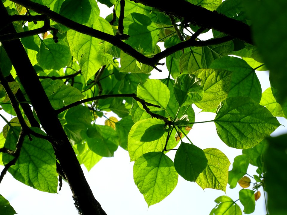Feuilles du Catalpa commun ou arbre aux haricots, Catalpa … 