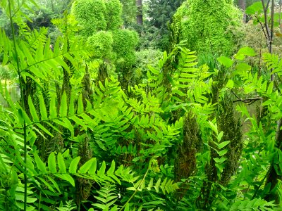 Frondes vertes et panicules de sporanges de l'Osmonde roya… 