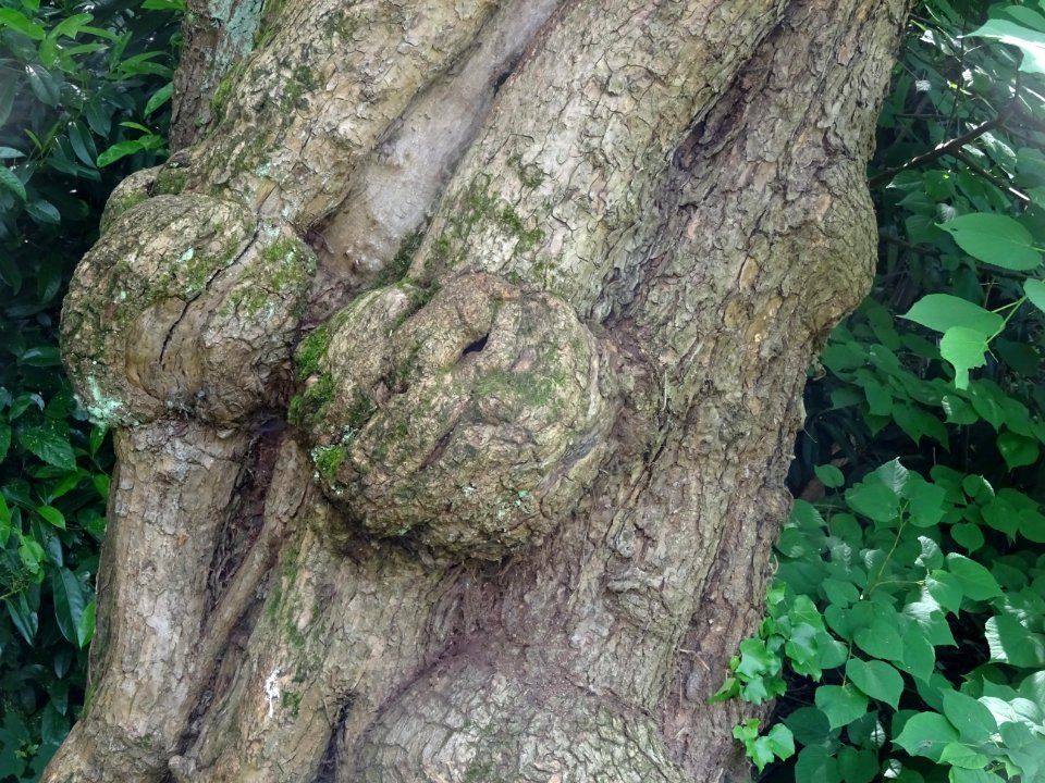 Tronc du Catalpa commun ou arbre aux haricots, Catalpa big… 