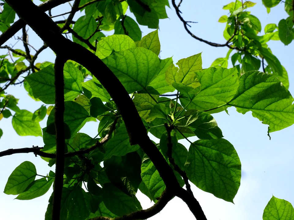 Feuilles du Catalpa commun ou arbre aux haricots, Catalpa … 