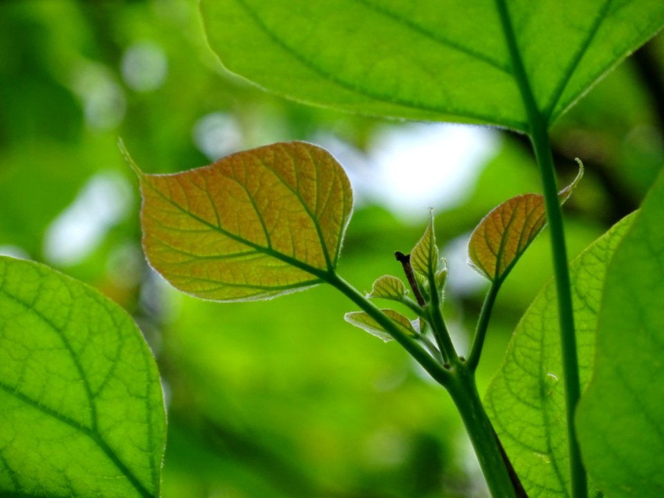 Feuilles du Catalpa commun ou arbre aux haricots, Catalpa … 