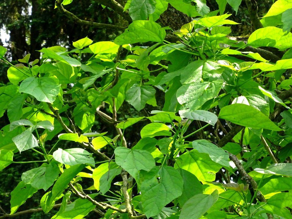 Feuilles du Catalpa commun ou arbre aux haricots, Catalpa … 