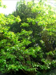 Feuilles du Catalpa commun ou arbre aux haricots, Catalpa … 