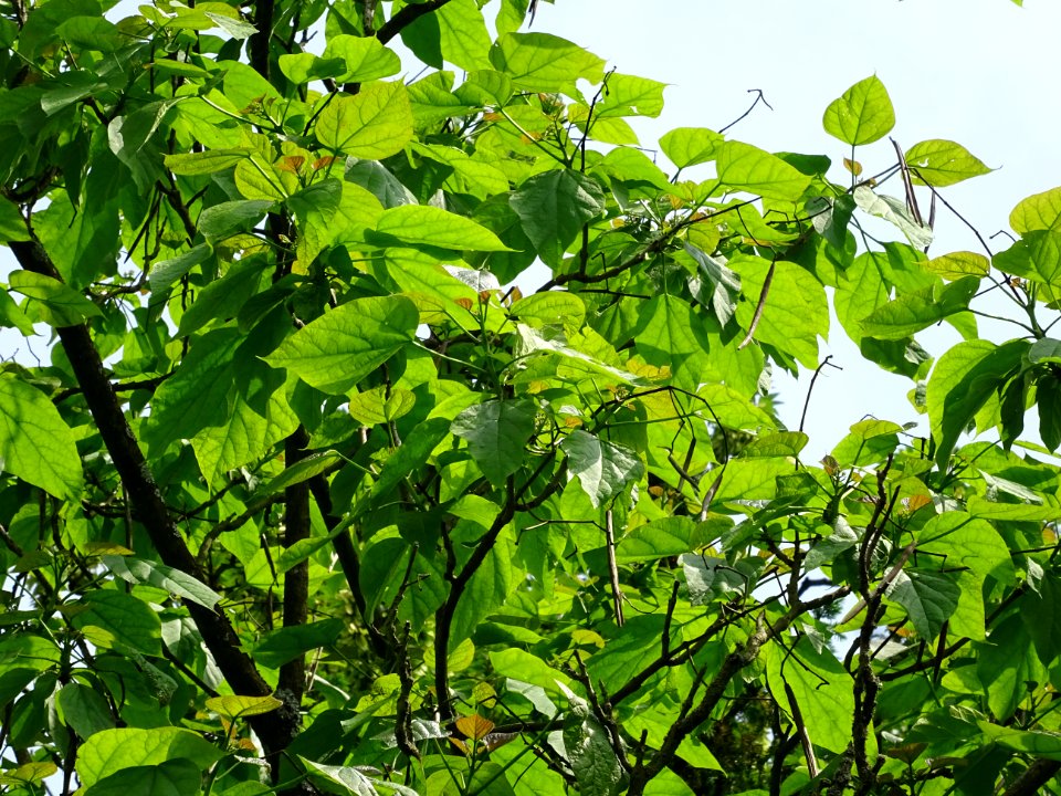 Feuilles du Catalpa commun ou arbre aux haricots, Catalpa … 