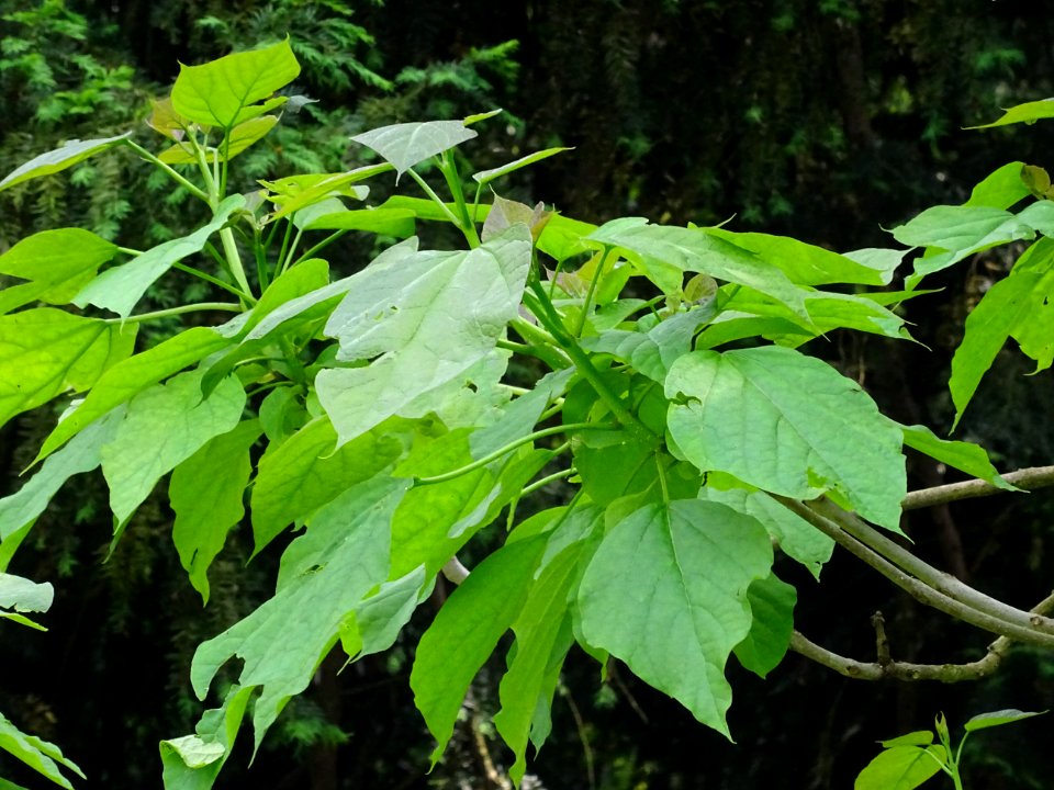 Feuilles du Catalpa commun ou arbre aux haricots, Catalpa … 