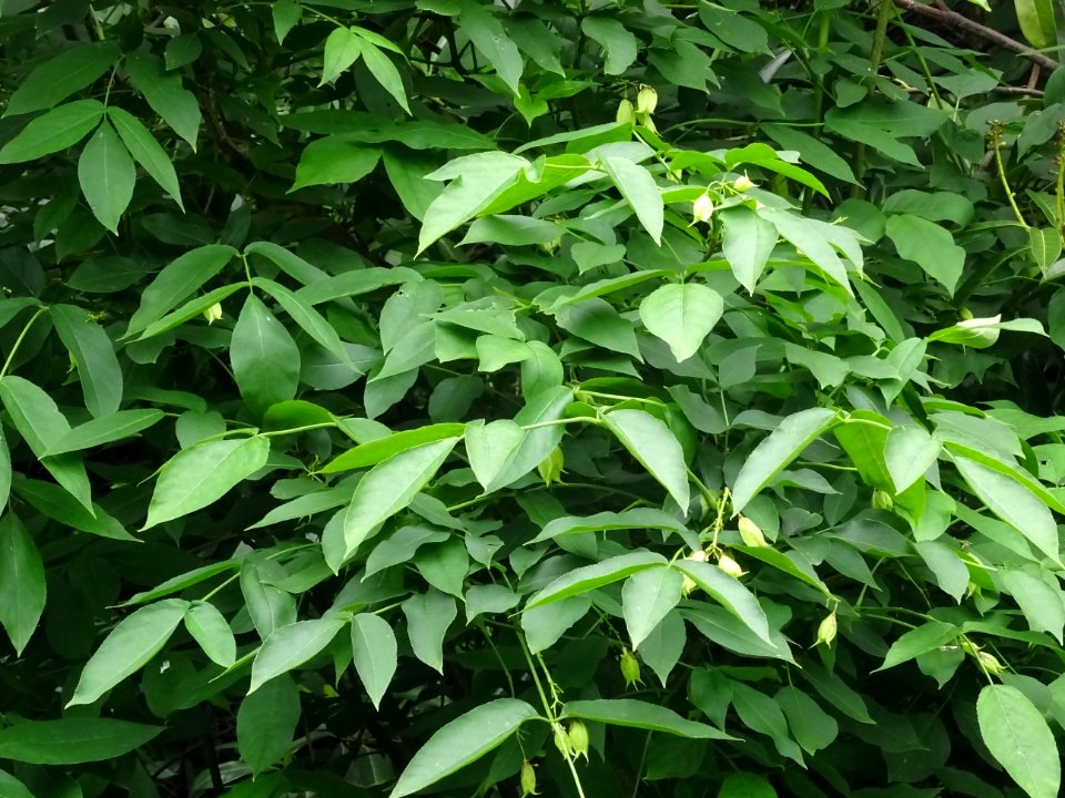 Feuilles et fruits du Staphylier à trois folioles, Staphyl… 