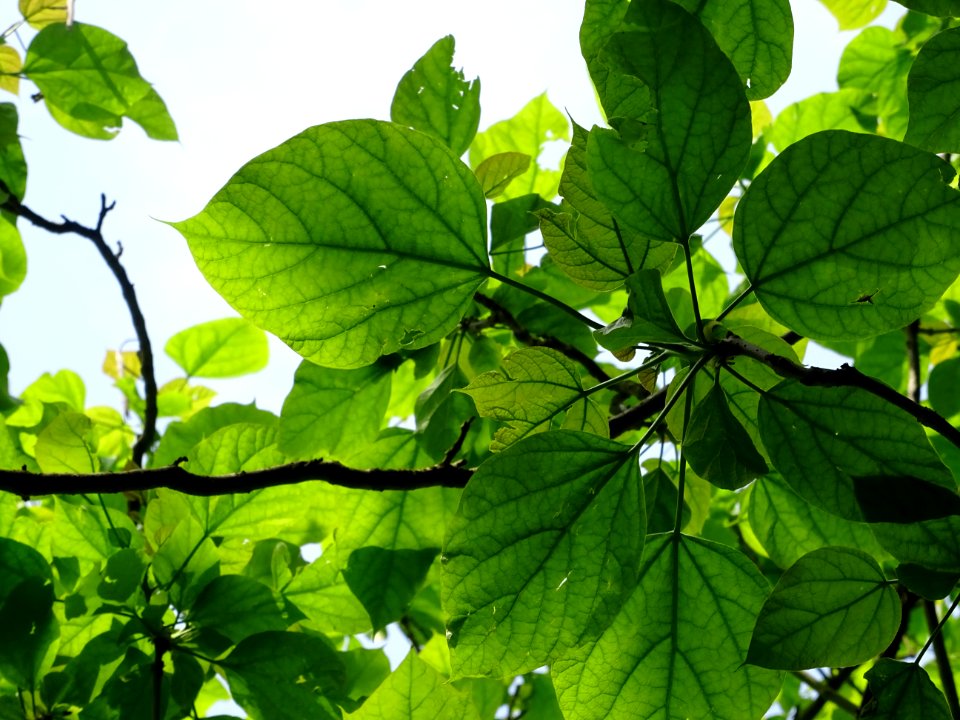 Feuilles du Catalpa commun ou arbre aux haricots, Catalpa … 