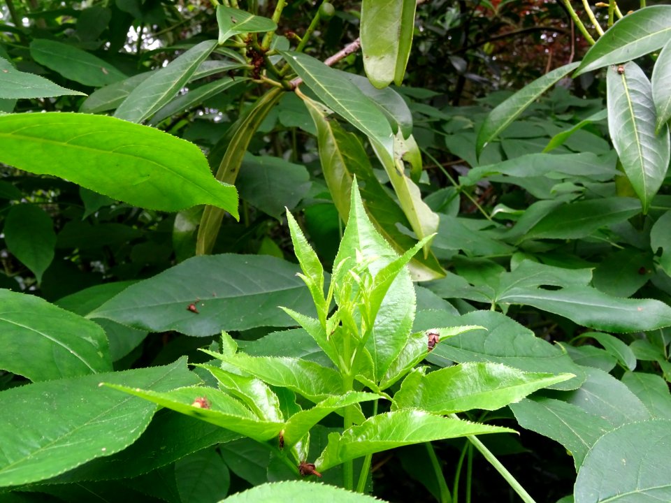 Jeunes feuilles du Staphylier à trois folioles, Staphylea … 