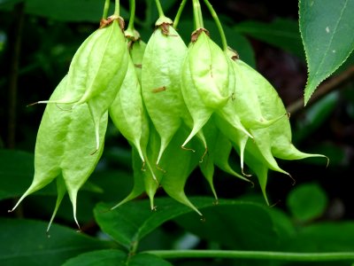 Fruits du Staphylier à trois folioles, Staphylea trifolia,… 